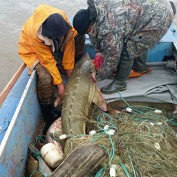 Браконьеры выпускают в среду обитания незаконно добытую ими рыбу. Фото пресс-службы Амурского теруправления Росрыболовства