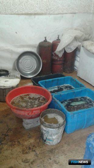 В нелегальном цеху было обнаружено около 6500 особей «морского огурца». Фото пресс-группы Пограничного управления ФСБ России по Приморскому краю