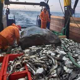 Рыбный промысел на Балтике. Фото пресс-службы АтлантНИРО