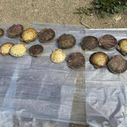 Браконьеров взяли со свежим уловом гребешка. Фото пресс-службы УМВД по Сахалинской области