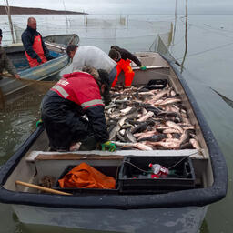 Ученые АзНИИРХ продолжают исследовать запасы Азовского моря в условиях его осолонения. Фото пресс-службы ВНИРО