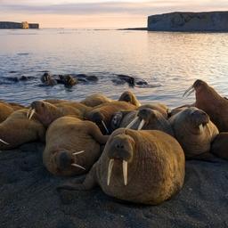 Атлантические моржи на Оранских островах. Фото Андрея Паршина