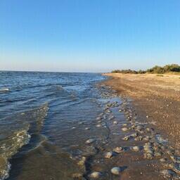 Биомасса медуз в Азовском море выросла до миллионов тонн, отмечают ученые. Фото пресс-службы ВНИРО