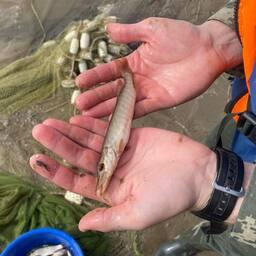 Молодь щуки из научного улова. Фото пресс-службы ВНИРО