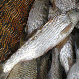Вырезуб, выращенный рыбоводами ЗАО СХП «Липецкрыбхоз»