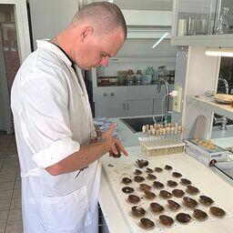 Специалисты Сахалинского филиала ВНИРО завершили второй этап исследований здоровья приморского гребешка. Фото пресс-службы института