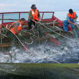 Научно-промысловый совет дал рекомендации по лососевой путине. Фото Юрия Яременко