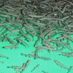 Лососевая молодь на рыбоводном заводе. Архивное фото