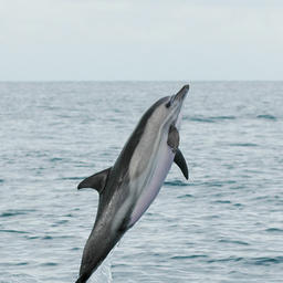 Дельфин-белобочка. Фото: фонд «Чистые моря», Ольга Шпак