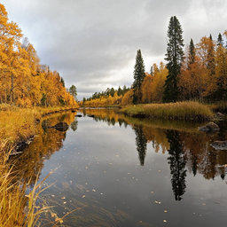 Нерестоохраные полосы лесов выполняют важные защитные функции, в том числе водо- и рыбоохранные. Фото Геннадия Александрова