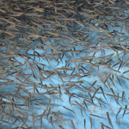 Барабашевский и Рязановский лососевые рыбоводные заводы выпустили в общей сложности 5,5 млн «компенсационных» мальков кеты 
