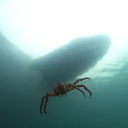 В Баренцевом море исследователи завершили комплексную съемку камчатского краба. Фото пресс-службы ВНИРО