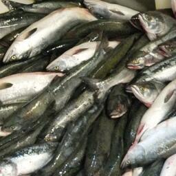 ​Магаданская область готовится к заключению договоров на участки для добычи лососей с учетом обновленного законодательства