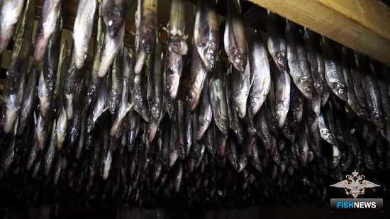 В Камчатском крае закрыли два цеха, занимавшихся незаконной переработкой рыбы. Скриншот оперативной съемки