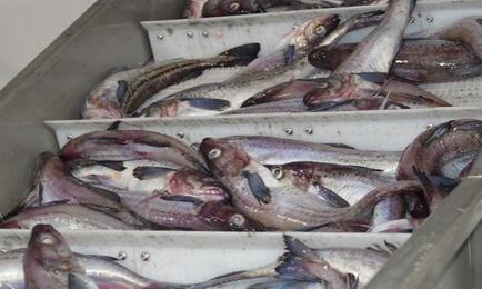 Свежевыловленный минтай. Архивное фото