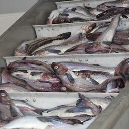 Свежевыловленный минтай. Архивное фото