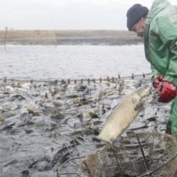 Рыбный промысел в Астраханской области. Фото пресс-службы правительства региона