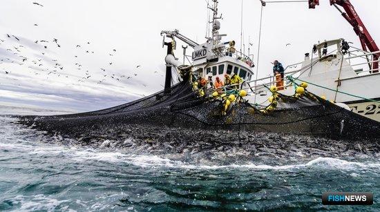 В будущем году планируется добыть 589 тыс. тонн атлантической сельди. Фото Норвежского совета по морепродуктам