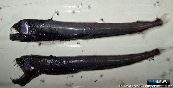 Хаулиод. Фото пресс-службы WWF России