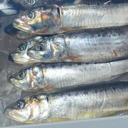 На 8 декабря нарастающий вылов сардины-иваси достиг 56880 тонн. Архивное фото