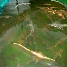 Рыбоводов Дона поддержат рублем