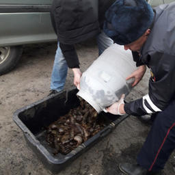 В руки правоохранителей попали примерно 4 тыс. трепангов. Фото пресс-службы УМВД России по Приморскому краю