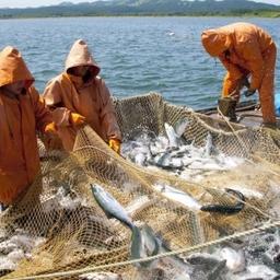 Промысел лосося в Хабаровском крае. Фото пресс-службы правительства региона