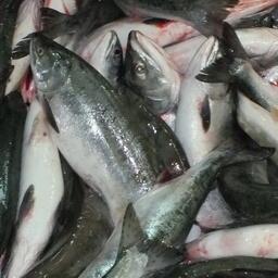 В качестве видов водных биоресурсов на участке указаны анадромные и катадромные виды рыб