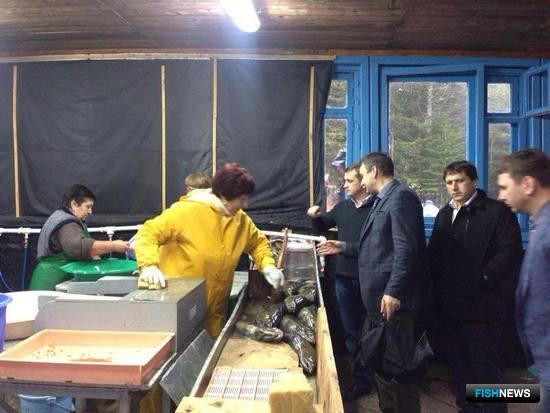 Глава Росрыболовства Илья Шестаков вместе с учеными, представителями власти и бизнеса побывал на лососевом рыбоводном заводе в поселке Мальки