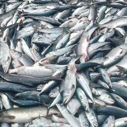 Добытая в Приморье горбуша. Архивное фото, предоставлено Юлией Беликовой