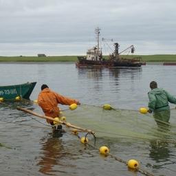 Добыча лосося в Камчатском крае