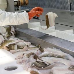 Судовое производство рыбного филе на Северном бассейне. Фото пресс-службы АТФ