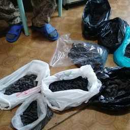 Пограничники Приморья изъяли из незаконного оборота свыше 46 тыс. особей живого и переработанного трепанга. Фото пресс-группы управления