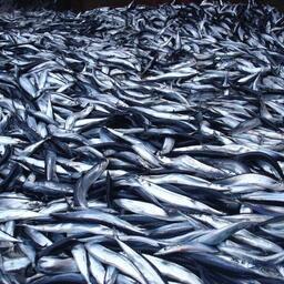  Рыбаки надеются на возвращение сайры