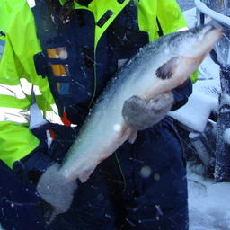 К продукции из норвежского выращенного лосося у Россельхознадзора возникли претензии