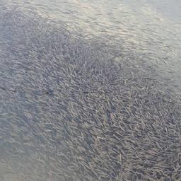 В реку Гур отправили более 8,7 млн мальков кеты. Фото пресс-службы Главрыбвода