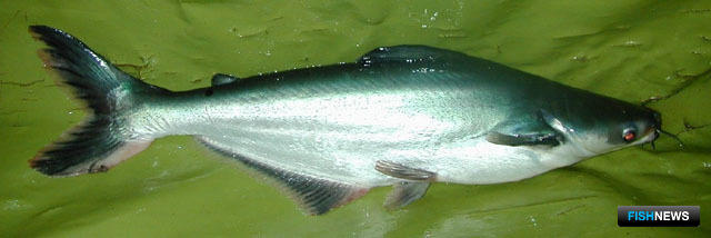 Подробно о рыбе пангасиус: описание, питание, особенности