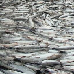 Рыбаки Камчатки уже взяли около 450 тыс. тонн лососей