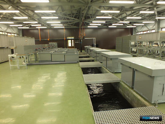 Через 3-4 года рыбоводный завод на озере Лагунное должен выйти на проектную мощность в 20 млн мальков лососевых в год