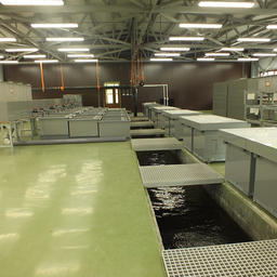 Через 3-4 года рыбоводный завод на озере Лагунное должен выйти на проектную мощность в 20 млн мальков лососевых в год