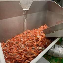 Мониторинг ведется на креветколовном судне. Фото пресс-службы ВНИРО