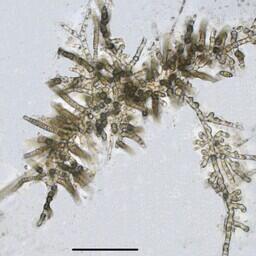 Laminariocolax aecidioides. Фото пресс-службы ННЦМБ ДВО РАН