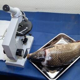 Из 10364 проб рыбы, рыбной продукции, нерыбных объектов промысла и продукции, вырабатываемой из них, несоответствия выявлены только в 405 пробах. Архивное фото