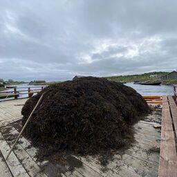 Карелия прорабатывает планы по развитию водорослевого направления. Фото пресс-службы регионального министерства сельского и рыбного хозяйства