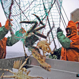 Федеральное агентство по рыболовству вновь проведет совещание по законопроекту о крабовых аукционах