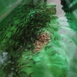 Рыбоводы Ленобласти все чаще используют отечественные корма. Фото пресс-службы регионального правительства (lenobl.ru)