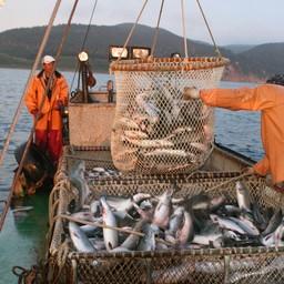 Добыча лосося на Сахалине