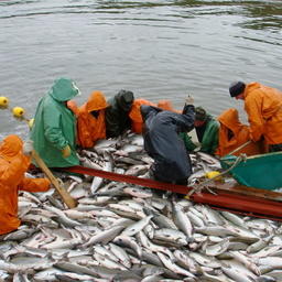 Весомый вклад в показатели рыбной отрасли на Камчатке вносит лососевая путина