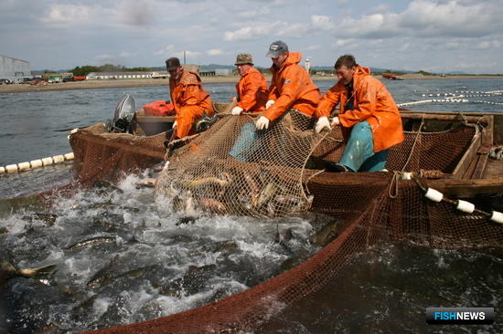 Добыча лосося в Сахалинской области