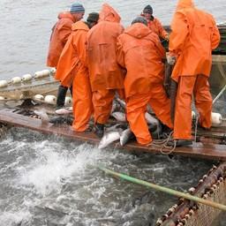 Добыча лосося в ЧАО. Фото пресс-службы Чукотрыбпромхоза